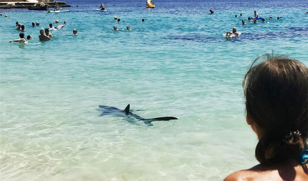 Ein Hai schwimmt durch flaches Wasser auf Mallorca und erschreckt Badegäste.