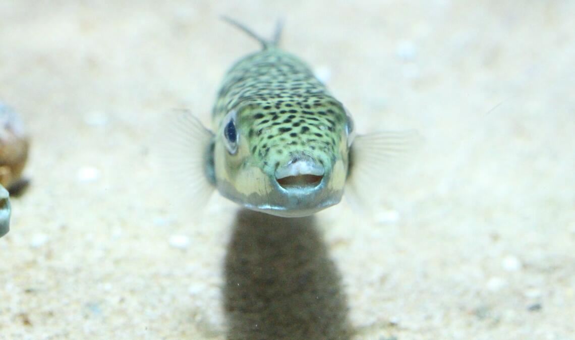Ein Hasenkopf-Kugelfisch (Lagocephalus sceleratus), undatierte Aufnahme