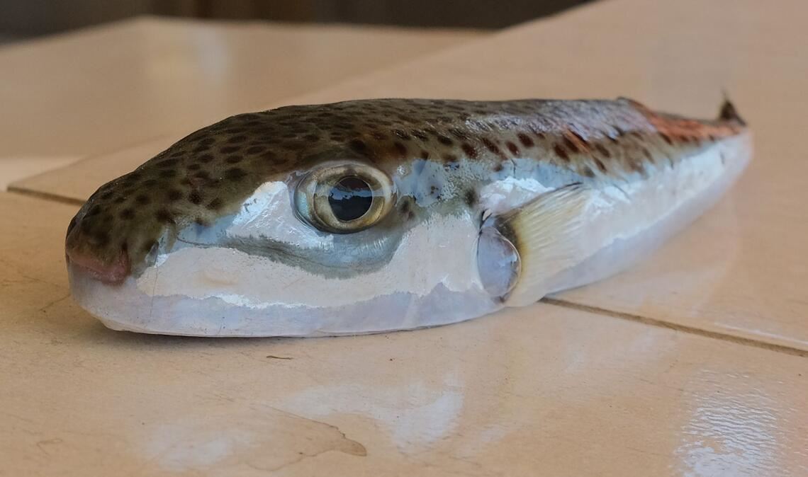 Ein Hasenkopf-Kugelfisch liegt auf einem Tisch.