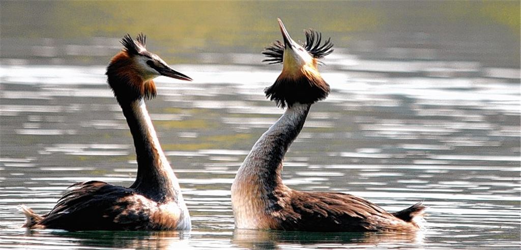 Ein Haubentaucher wirbt um seine Liebste.
