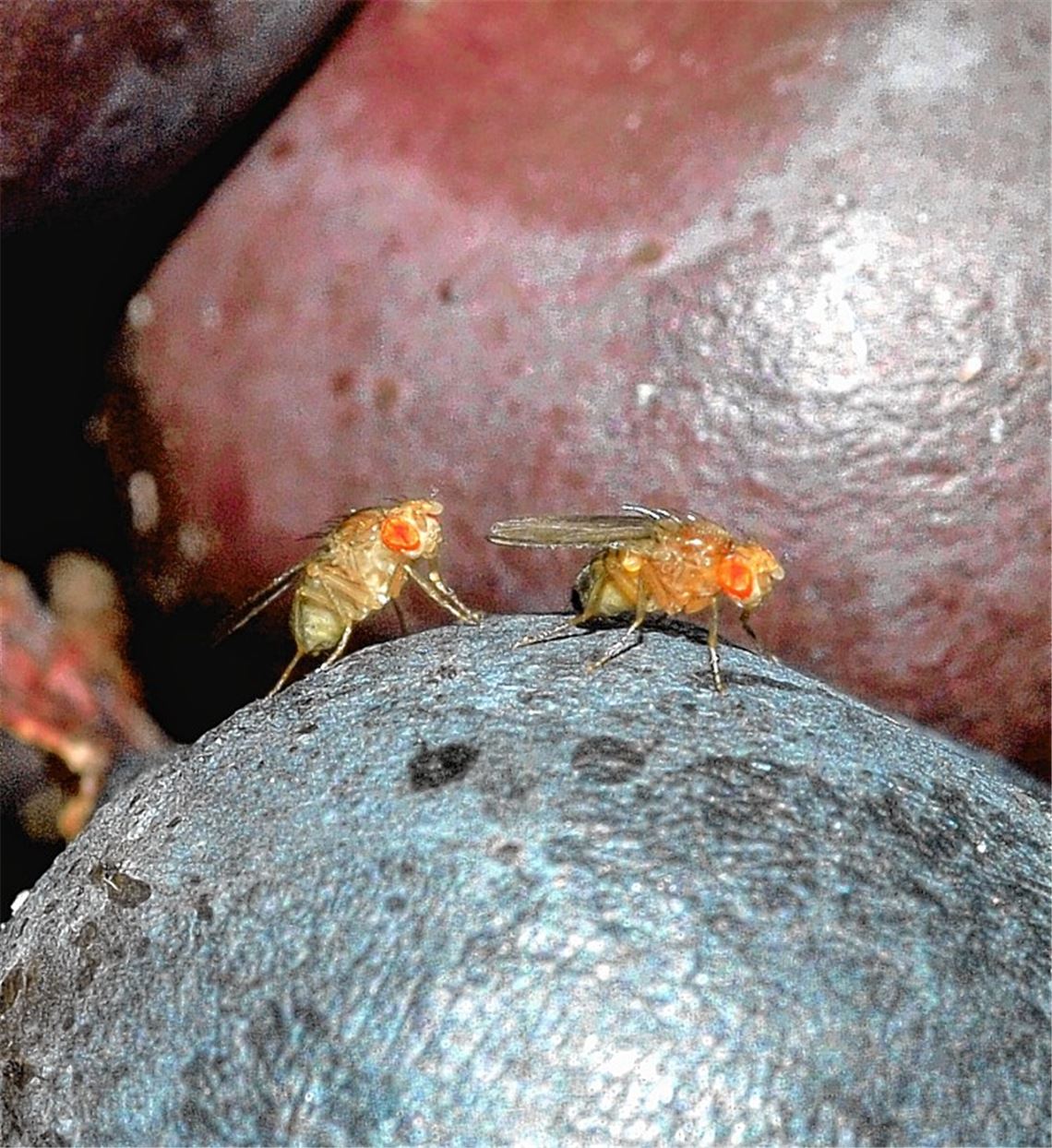 Ein Hauptthema bei der Bezirksversammlung des Weinbauverbands: Die Angst vor der Kirschessigfliege treibt die Wengerter in der Region um. Ein Befall kann dramatische Folgen haben.