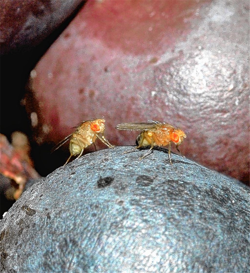 Ein Hauptthema bei der Bezirksversammlung des Weinbauverbands: Die Angst vor der Kirschessigfliege treibt die Wengerter in der Region um. Ein Befall kann dramatische Folgen haben.