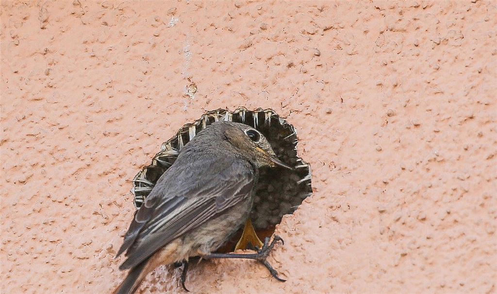 Ein „Hausrotschwänzchen“ als Hausbesetzer in Wiernsheim. Foto: privat