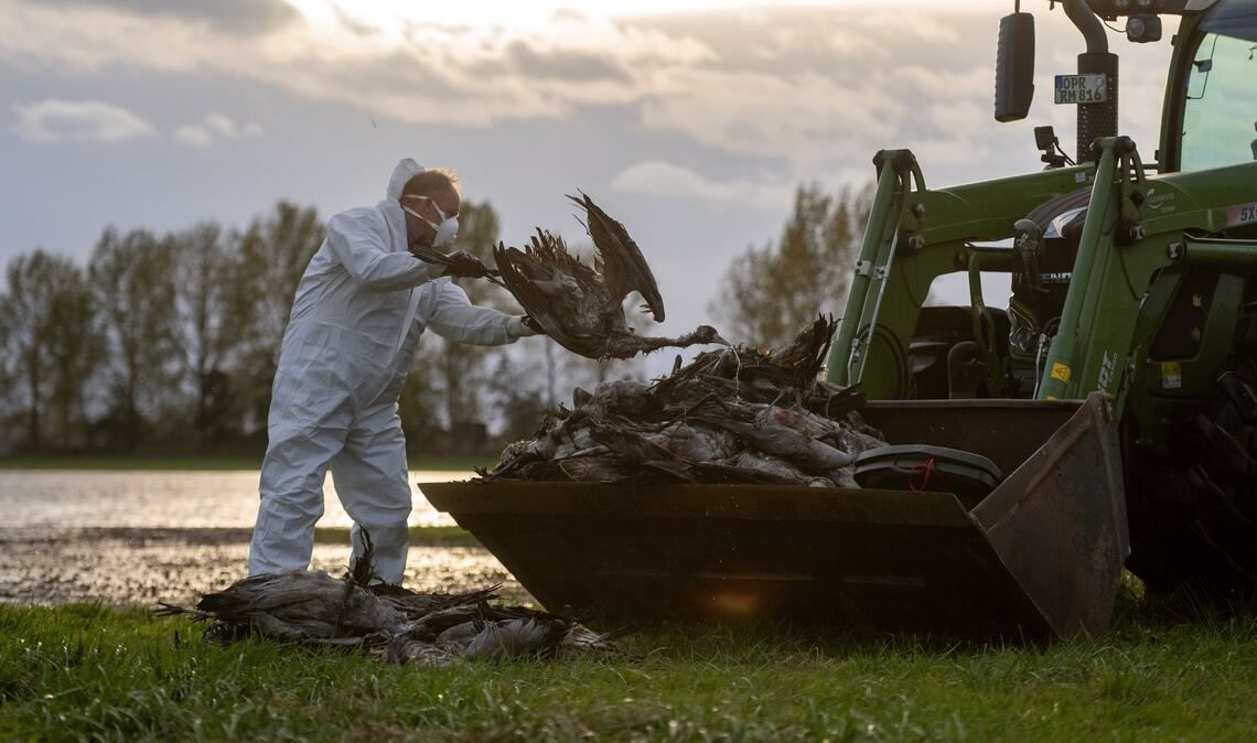 Ein Helfer sammelt in Fehrbellin einen toten Kranich auf und wirft ihn in eine Traktorschaufel.