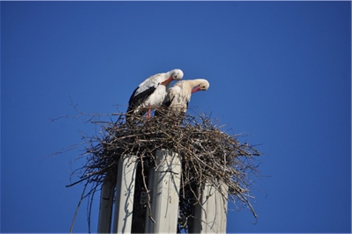 Ein Herz und eine Seele ist dieses Storchenpaar, das in Sichtweite zum Sender das Signal sendet: Nach langer Zeit könnte wieder einmal Nachwuchs in Mühlacker schlüpfen. Fotos: Bosch (2), Bandle