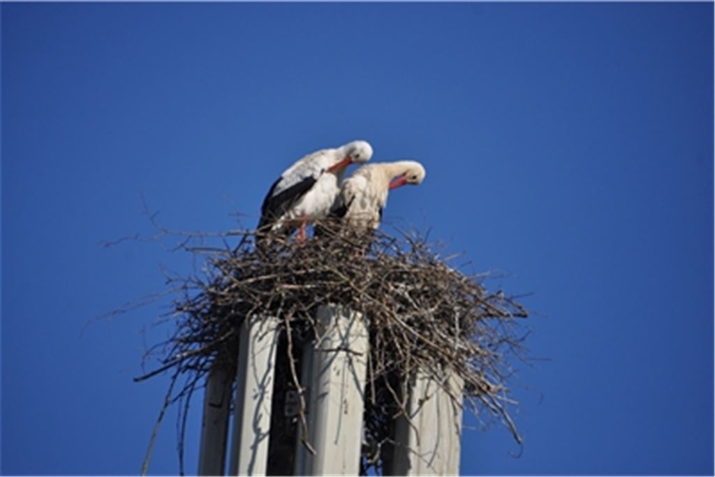 Ein Herz und eine Seele ist dieses Storchenpaar, das in Sichtweite zum Sender das Signal sendet: Nach langer Zeit könnte wieder einmal Nachwuchs in Mühlacker schlüpfen. Fotos: Bosch (2), Bandle