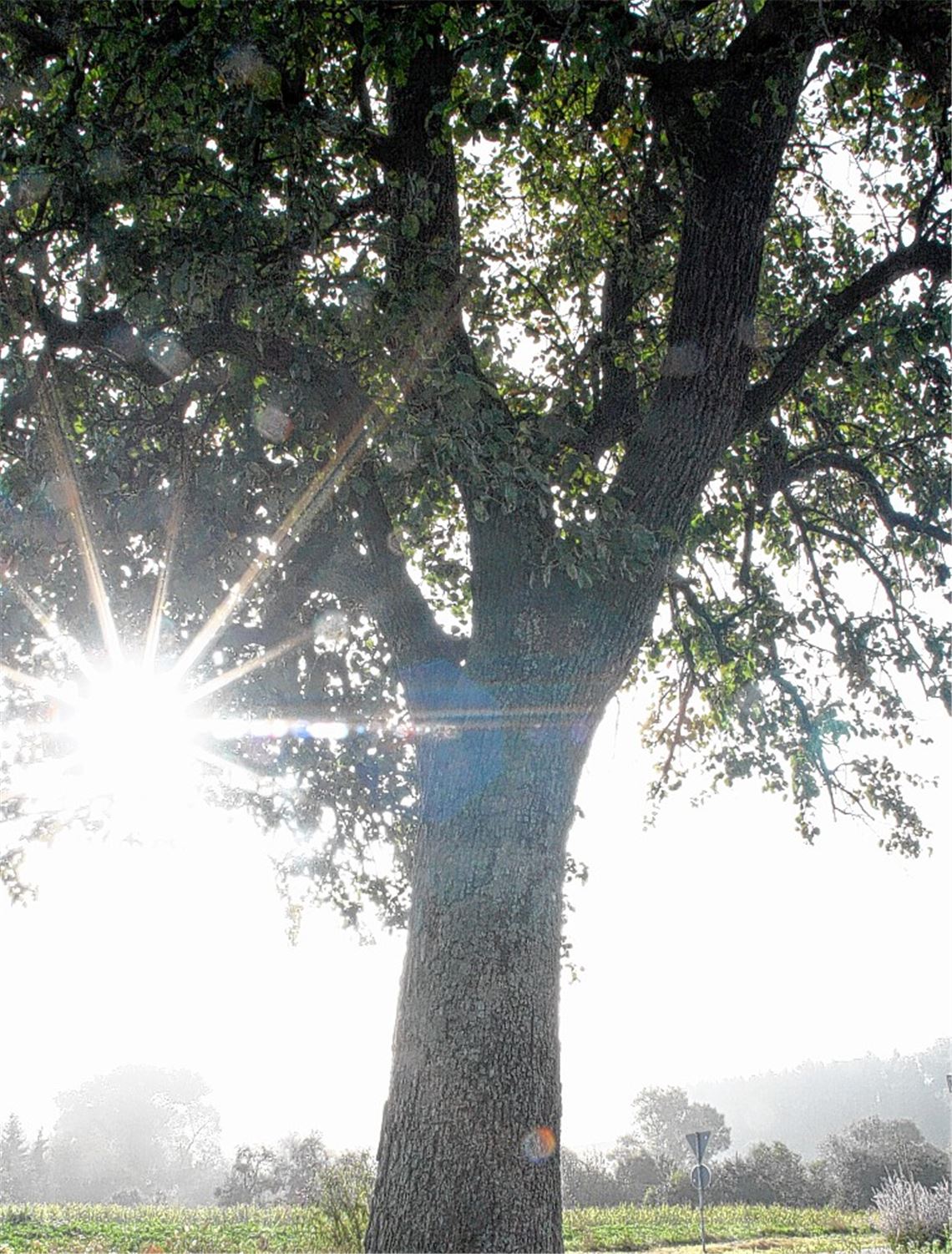 Ein Hoffnungsschimmer? Der Lomersheimer Birnbaum baut auf den Petitionsausschuss.