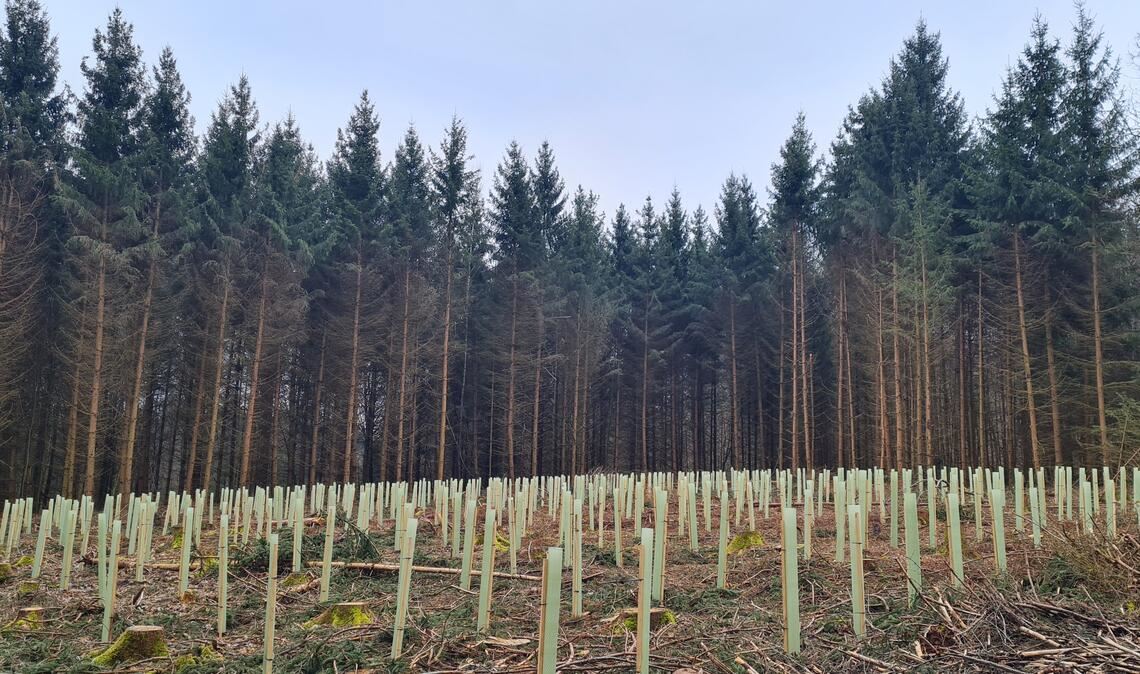 Ein Hoffnungsschimmer für Waldbesitzer: Eine frische Pflanzfläche nach einem Borkenkäferbefall. Foto: Enzkreis, M. Gerster