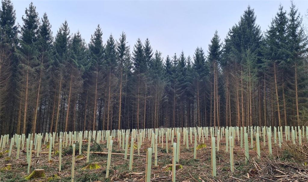 Ein Hoffnungsschimmer für Waldbesitzer: Eine frische Pflanzfläche nach einem Borkenkäferbefall. Foto: Enzkreis, M. Gerster