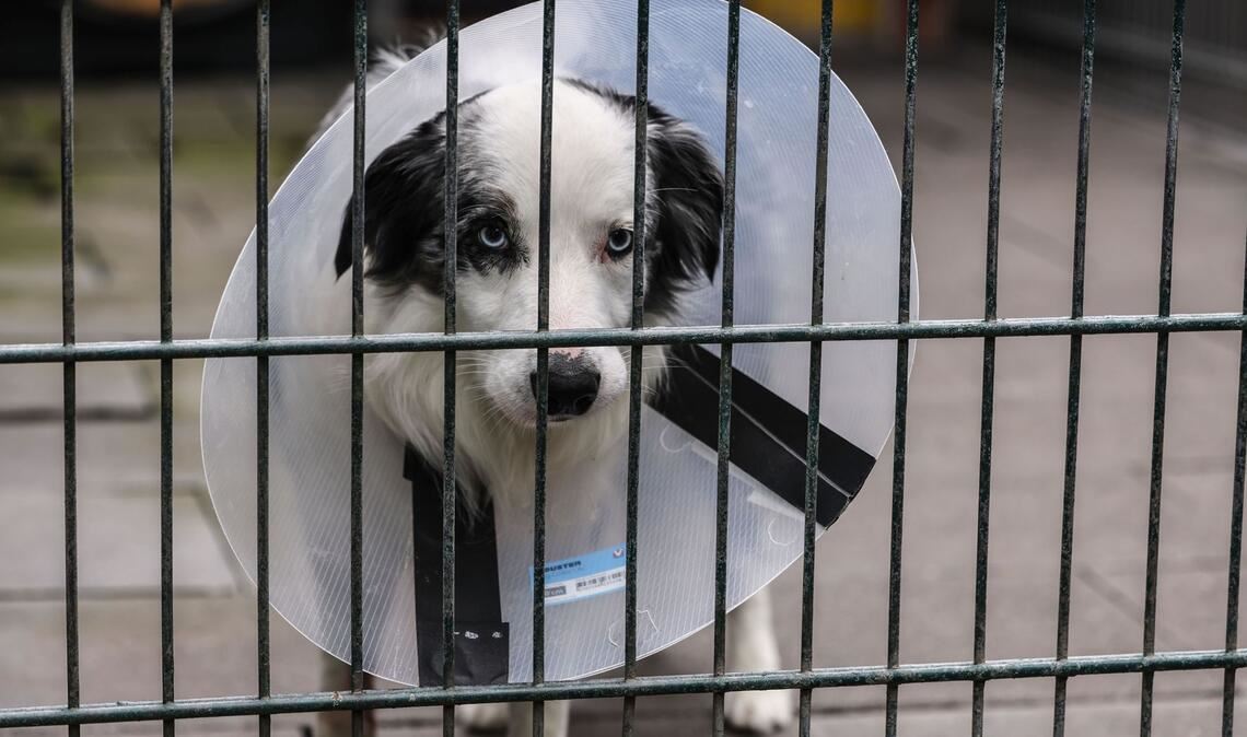 Ein Hund im Tierheim: Der Tierschutzbund möchte klären, ob der Bund das Staatsziel Tierschutz auch finanziell ernst nimmt.