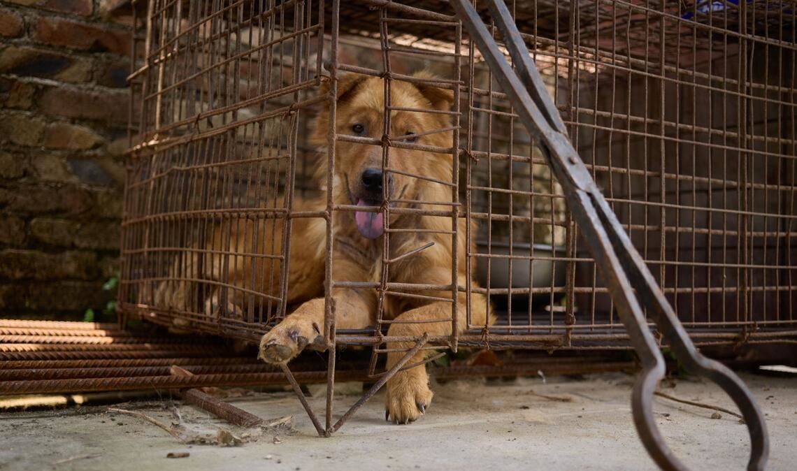 Ein Hund wartet im Käfig eines Schlachthauses in Yulin auf sein Ende. Die Greifzange steht schon bereit.