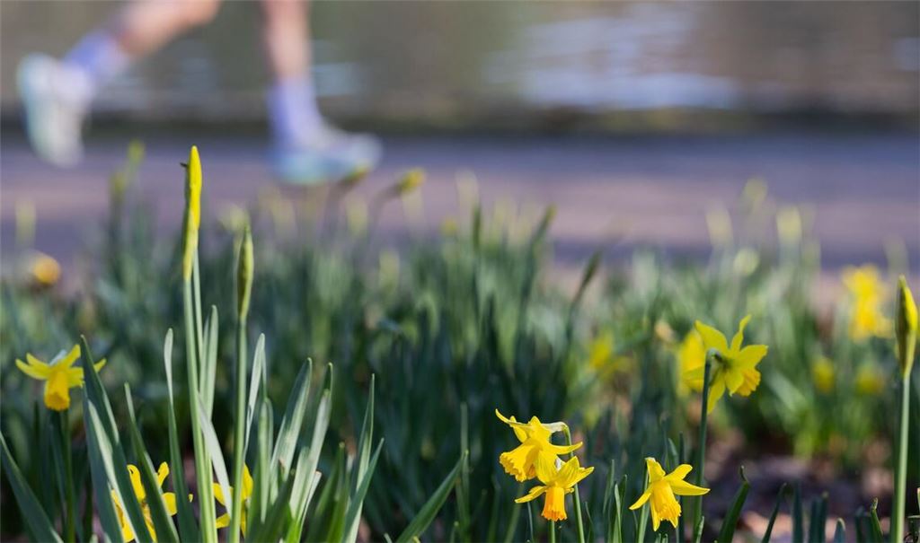 Ein Jogger läuft bei frühlingshaften Temperaturen am Adenauer Weiher im Stadtwald von Köln.