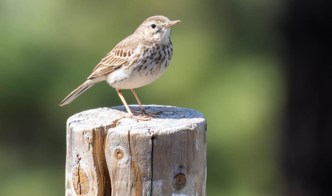 Ein Kanarienvogel wurde ausgesetzt (Symbolbild).
