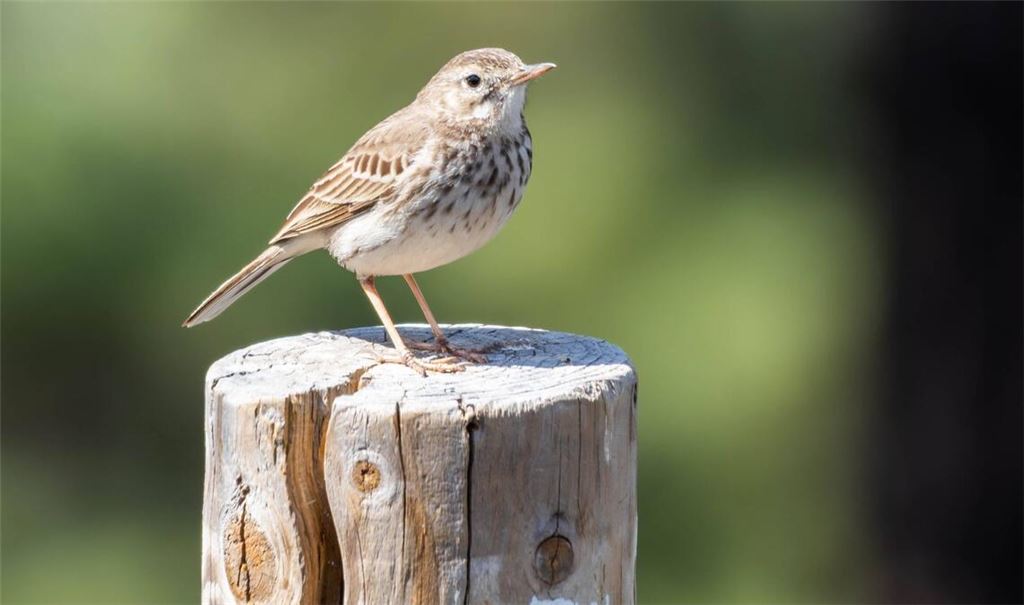 Ein Kanarienvogel wurde ausgesetzt (Symbolbild).