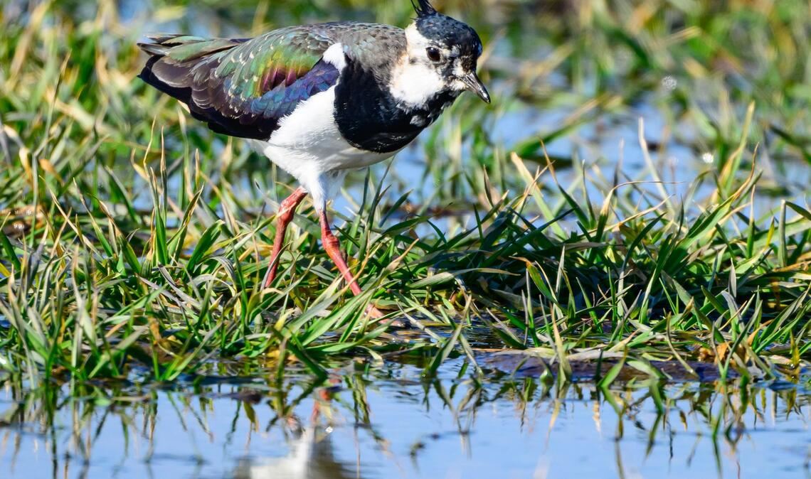 Ein Kiebitz ist auf Nahrungssuche im Oderbruch. Die Vögel gelten auch als Frühlingsboten.
