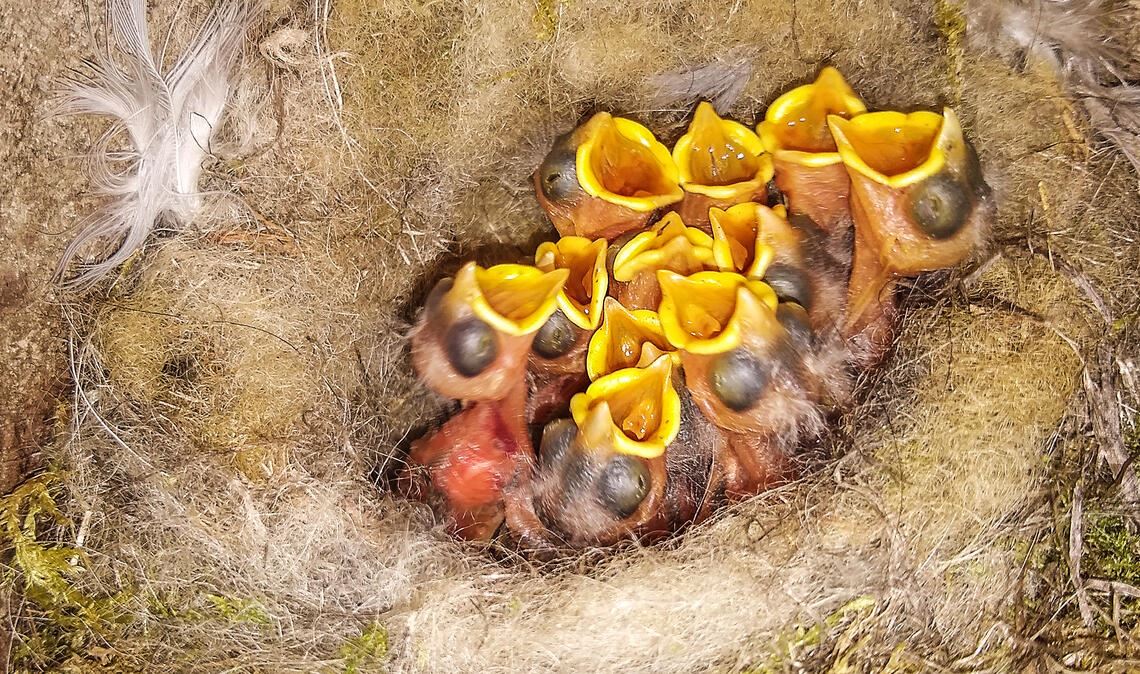 Ein Kohlmeisen-Nest mit Jungtieren, das mit Tierhaaren gepolstert ist. Foto: Bosch