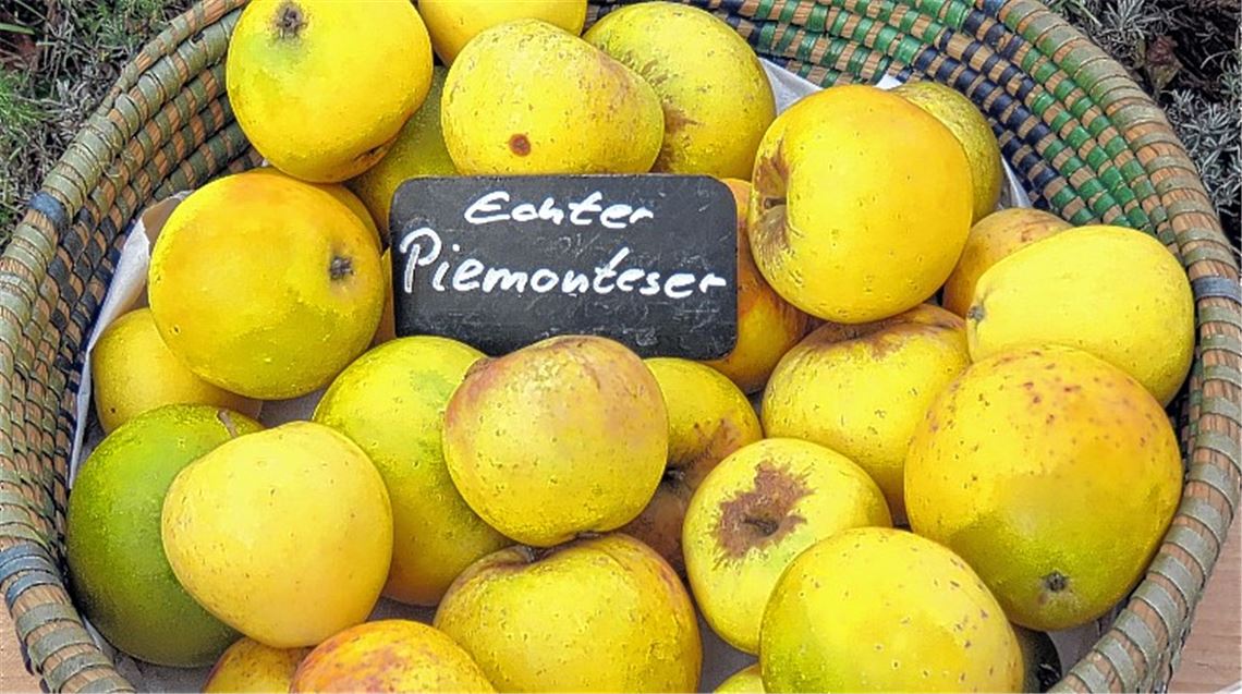 Alte Sorte entgeht dem späten Frost