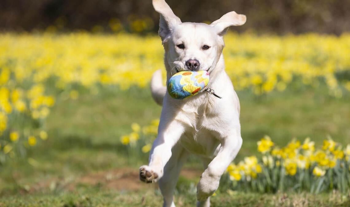 Ein Labrador-Retriever-Mischling rennt über eine Wiese. (Symbolbild)