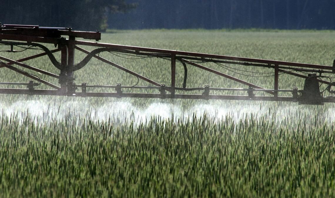Ein Landwirt versprüht Pflanzenschutzmittel über ein Roggenfeld.