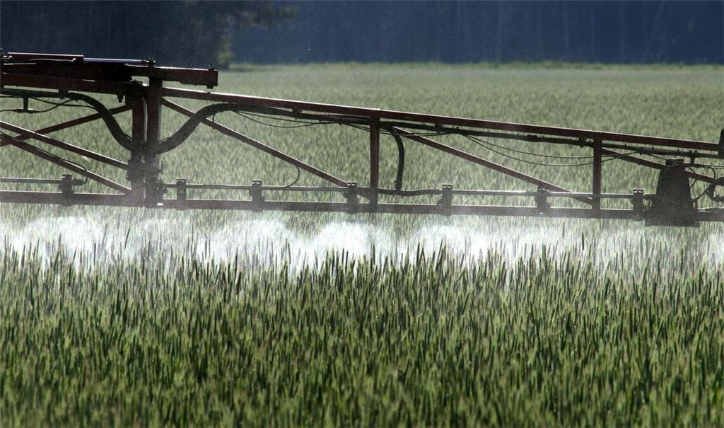 Ein Landwirt versprüht Pflanzenschutzmittel über ein Roggenfeld.