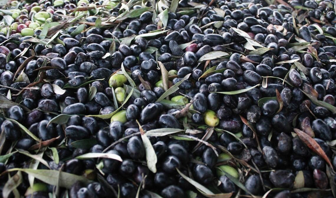 Ein Lastwagen mit 24 Tonnen Oliven an Bord hat auf einer Bundesstraße im Schwarzwald die Leitplanke durchbrochen (Symbolfoto).