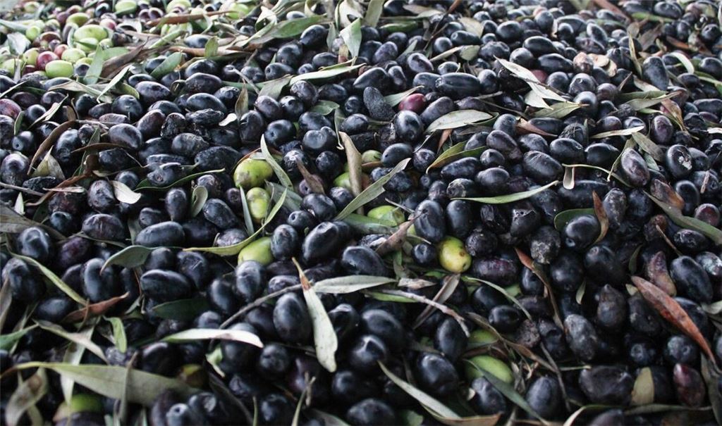 Ein Lastwagen mit 24 Tonnen Oliven an Bord hat auf einer Bundesstraße im Schwarzwald die Leitplanke durchbrochen (Symbolfoto).