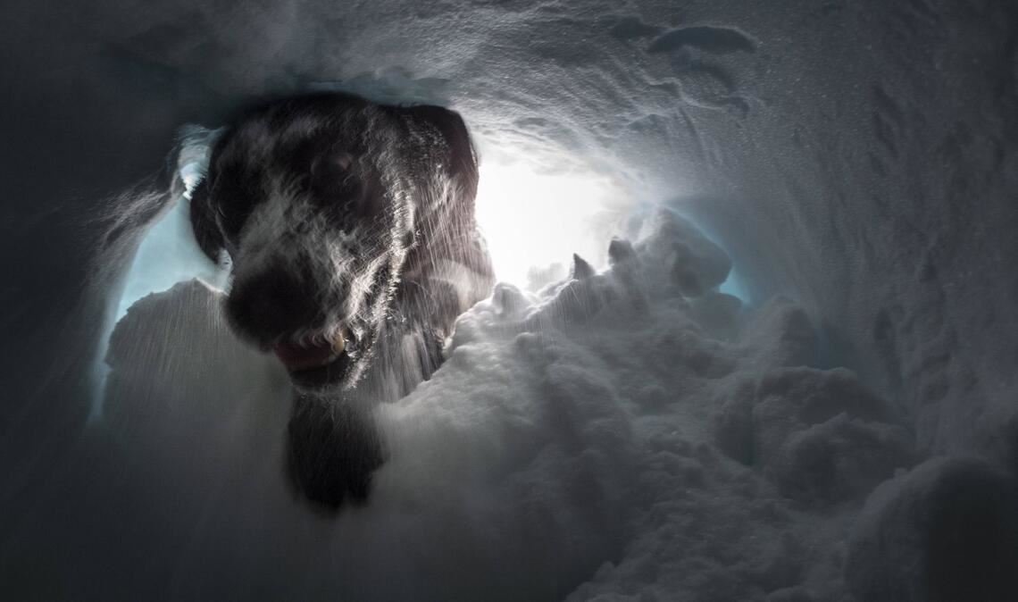 Ein Lawinensuchhund hat sich bei einer Übung in eine Schneehöhle vorgegraben.