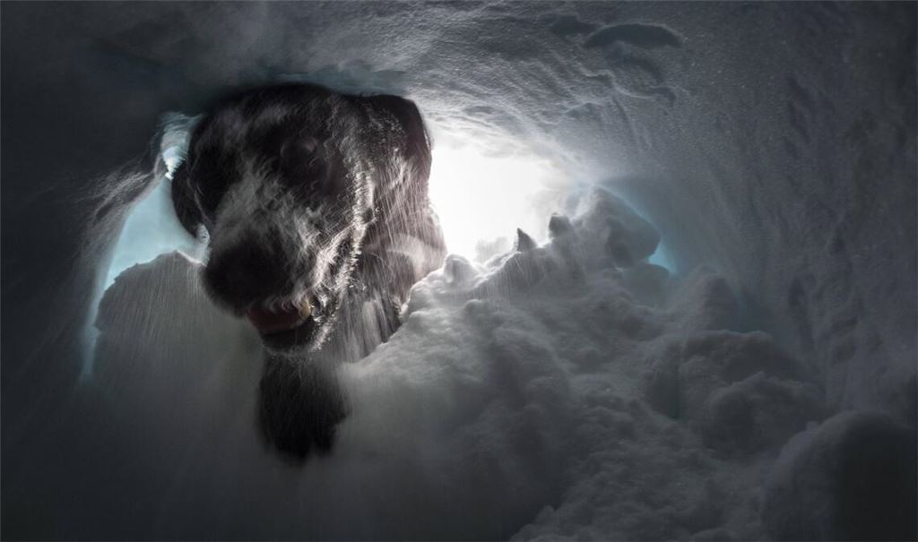 Ein Lawinensuchhund hat sich bei einer Übung in eine Schneehöhle vorgegraben.