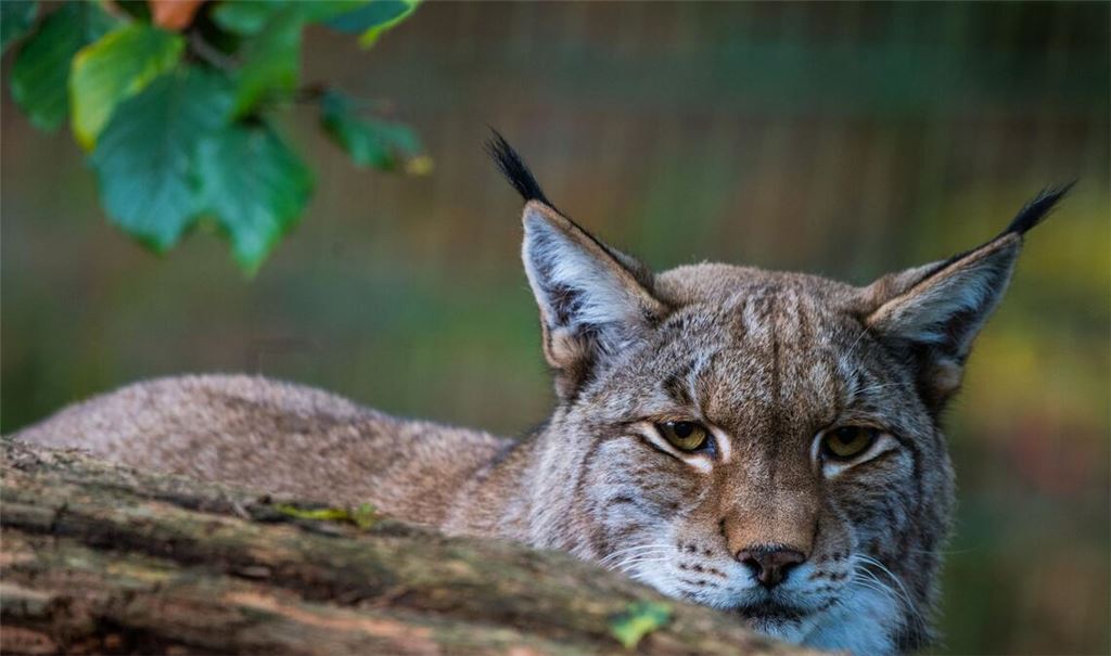 Ein Luchs sitzt hinter einem Baumstamm. (Symbolfoto)