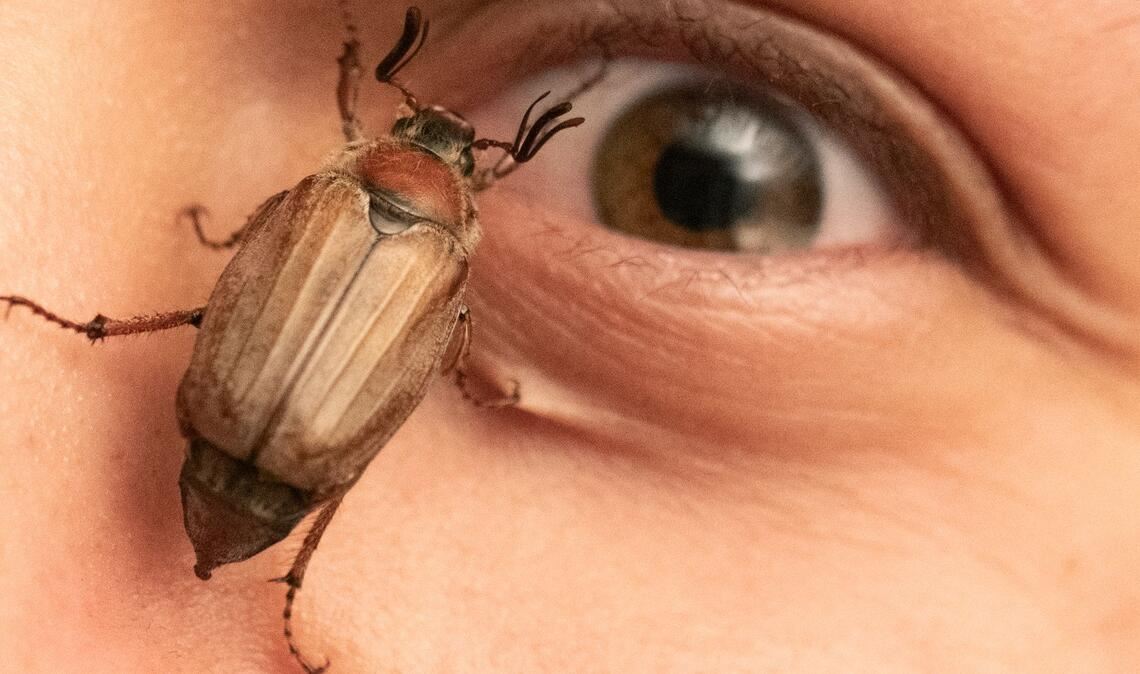 Ein Maikäfer krabbelt in Mörfelden im Gesicht eines jungen Mannes.