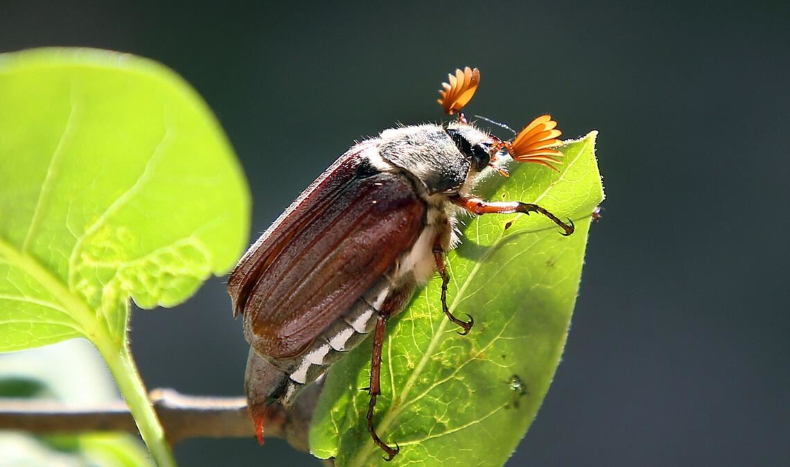 Ein Maikäfer krabbelt über einen Zweig eines Fliederbusches (Archivfoto).