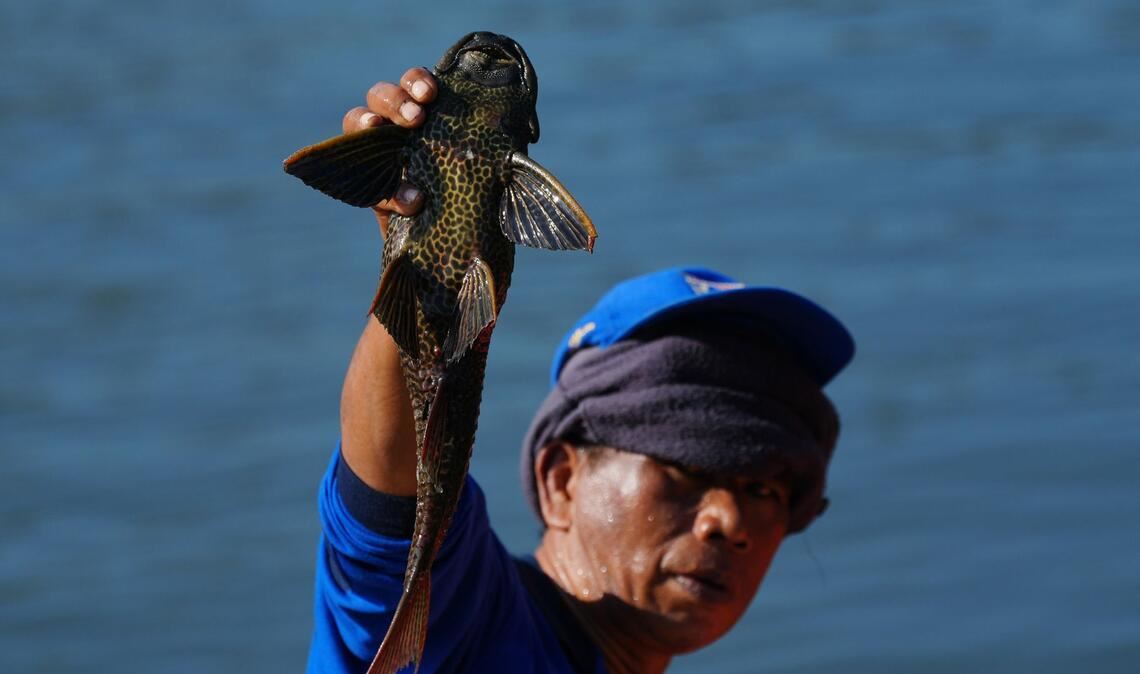 Ein Mann hält einen Harnischwels hoch, den er während einer Aktion zur Entfernung invasiver Arten aus den Flüssen, Kanälen und Wasserreservoirs der indonesischen Hauptstadt Jakarta gefangen hat.