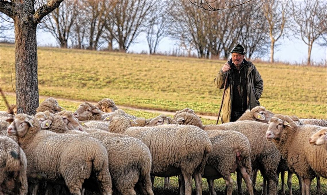 Ein Mann und seine Herde: Willi Schimpf liebt seine Arbeit, auch wenn sie ihm kaum einmal Freizeit oder gar Urlaub ermöglicht.
