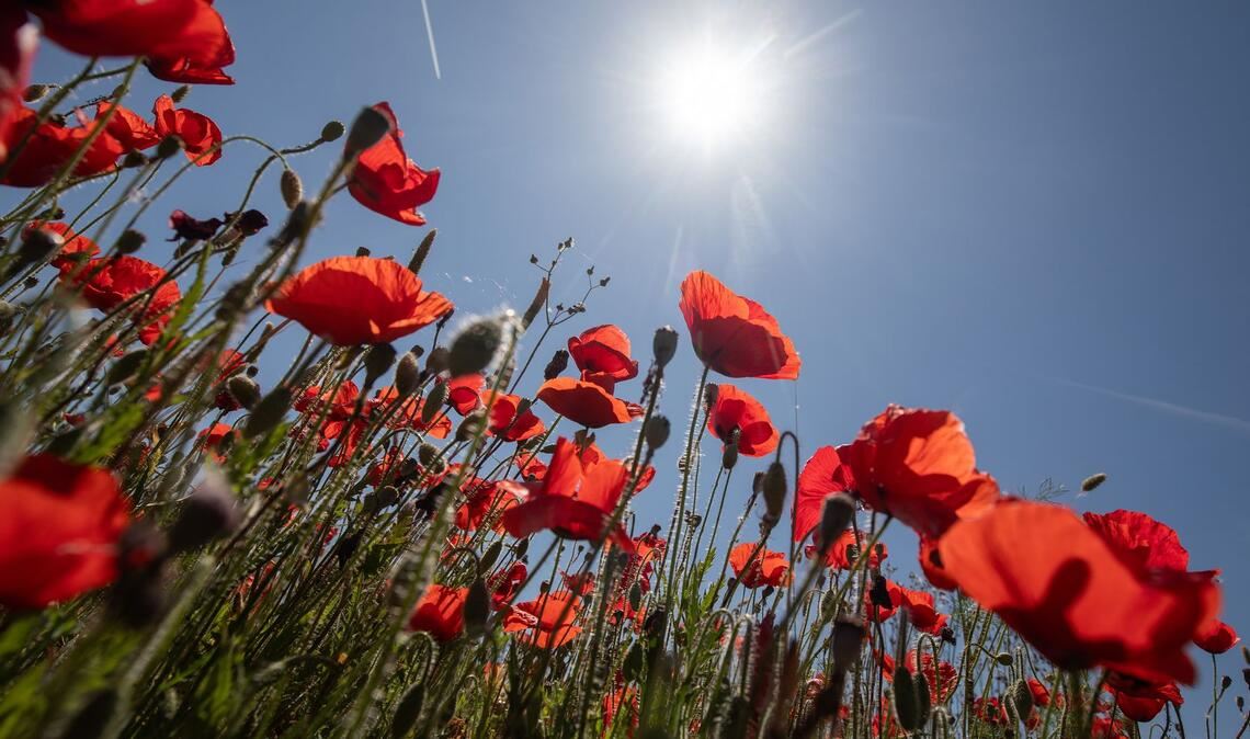Ein Mohnblumenfeld in der Nähe des Dorfes Sineu auf Mallorca.