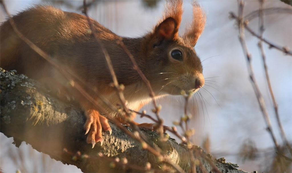 Ein Mühlacker Eichhörnchen, an der Enz fotografiert. Foto: Bosch