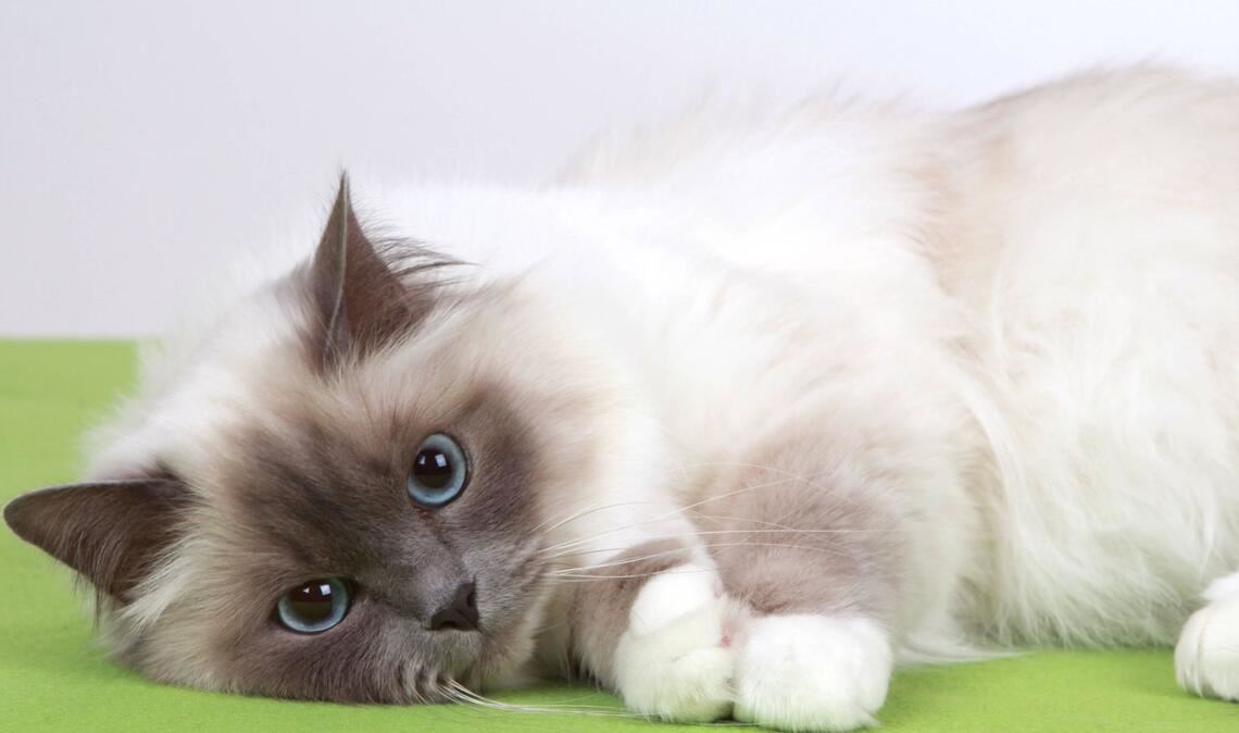 Ein Paar aus dem Allgäu hat bei seinem Umzug neben den eigenen Sachen auch einen Birma-Kater der Nachbarin mitgenommen (Symbolfoto).