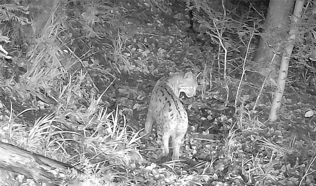 Ein Pforzheimer Nachweis reiht sich in die Fotofallenserie ein. Foto: ©Örtlicher Jagdpächter