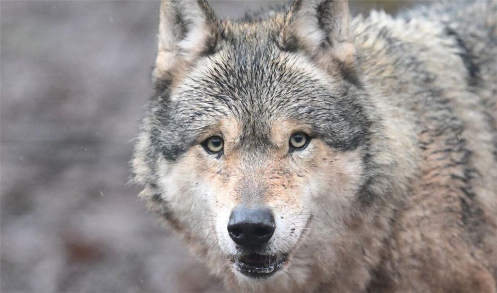 Ein Polizeiauto hat einen Wolf im Rhein-Neckar-Kreis überfahren (Symbolbild).