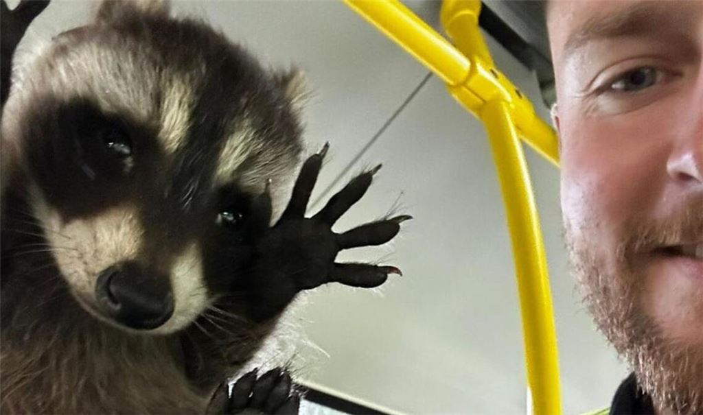 Ein Polizist hält den kleinen Waschbären in einem Bus in die Kamera.