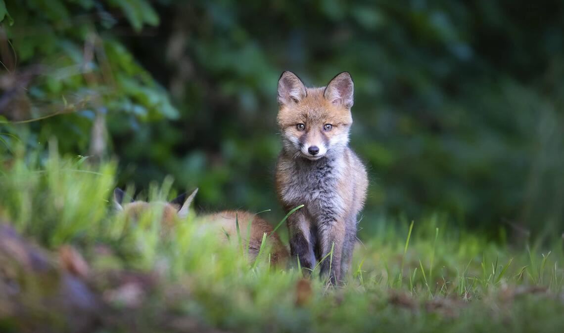 Ein Polizist hat in Freiburg einen hilfsbedürftigen Fuchs gerettet (Symbolbild).