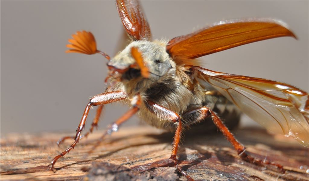 Ein Prachtexemplar kurz vor dem Start. Foto: Dr. Stefan Bosch