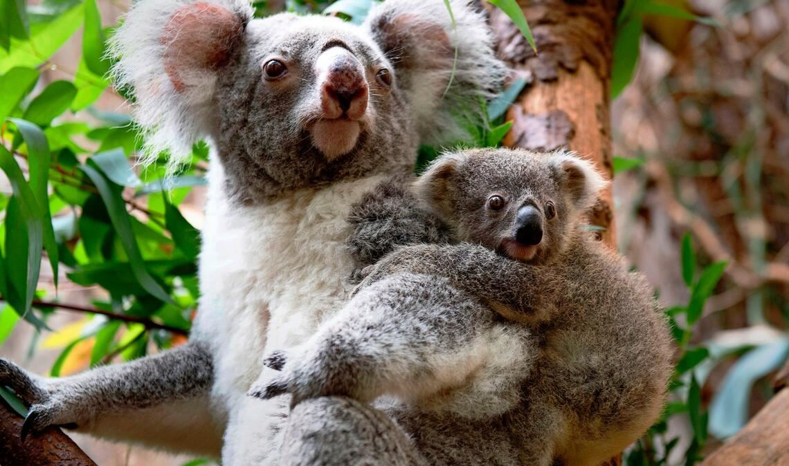 Ein Queensland-Koala aus der Zuchtgruppe in Dreamworld (Australien). Aus dieser Gruppe wird die Wilhelma in Stuttgart vier Tiere bekommen.