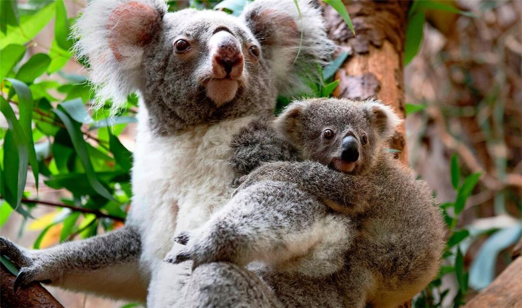 Ein Queensland-Koala aus der Zuchtgruppe in Dreamworld (Australien). Aus dieser Gruppe wird die Wilhelma in Stuttgart vier Tiere bekommen.