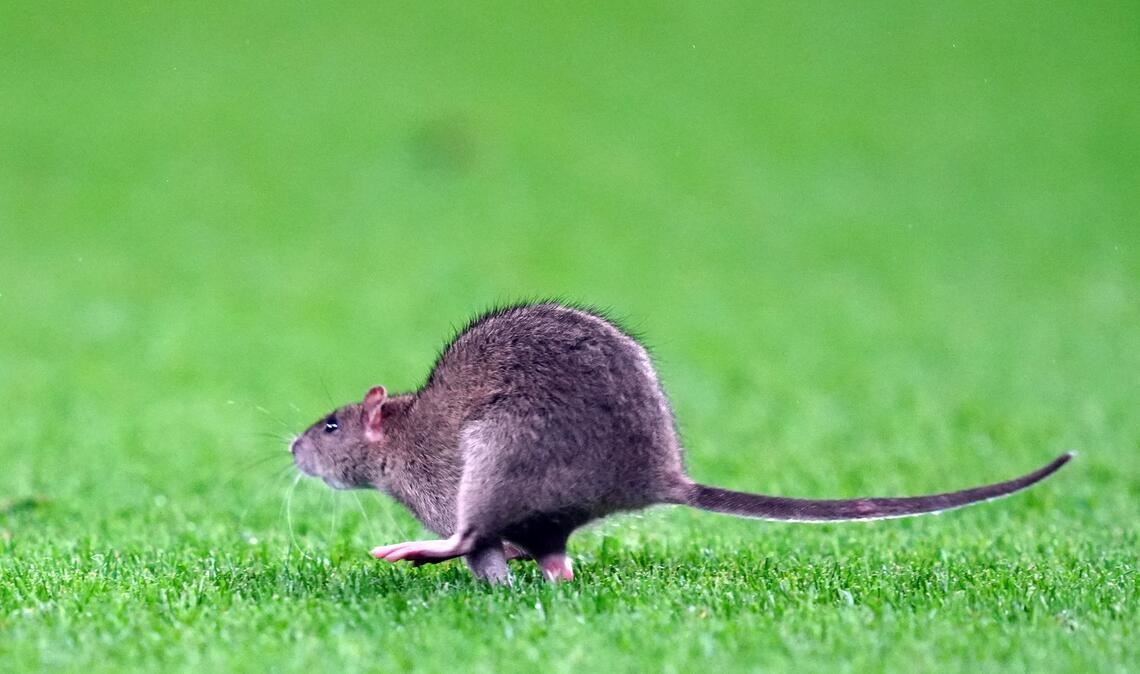 Ein Rattengiftverbot kommt pünktlich zum Beginn der Fortpflanzungsperiode der Nager.