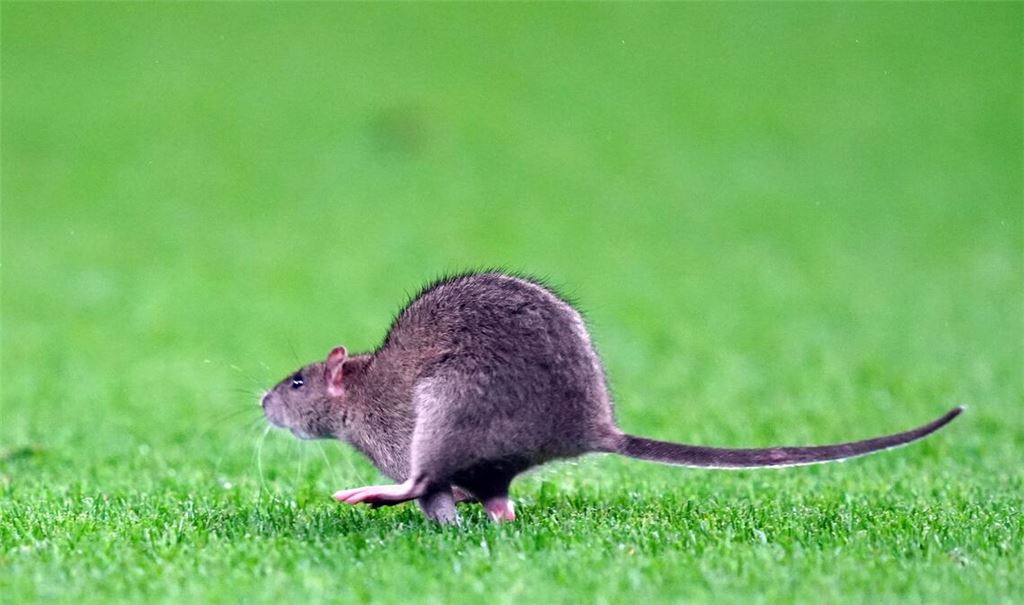 Ein Rattengiftverbot kommt pünktlich zum Beginn der Fortpflanzungsperiode der Nager.