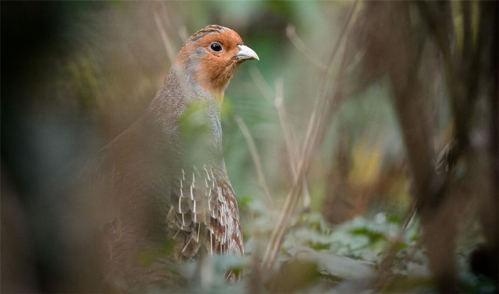 Ein Rebhuhn sitzt in einem Gehege des Zoologischen Gartens Wilhelma