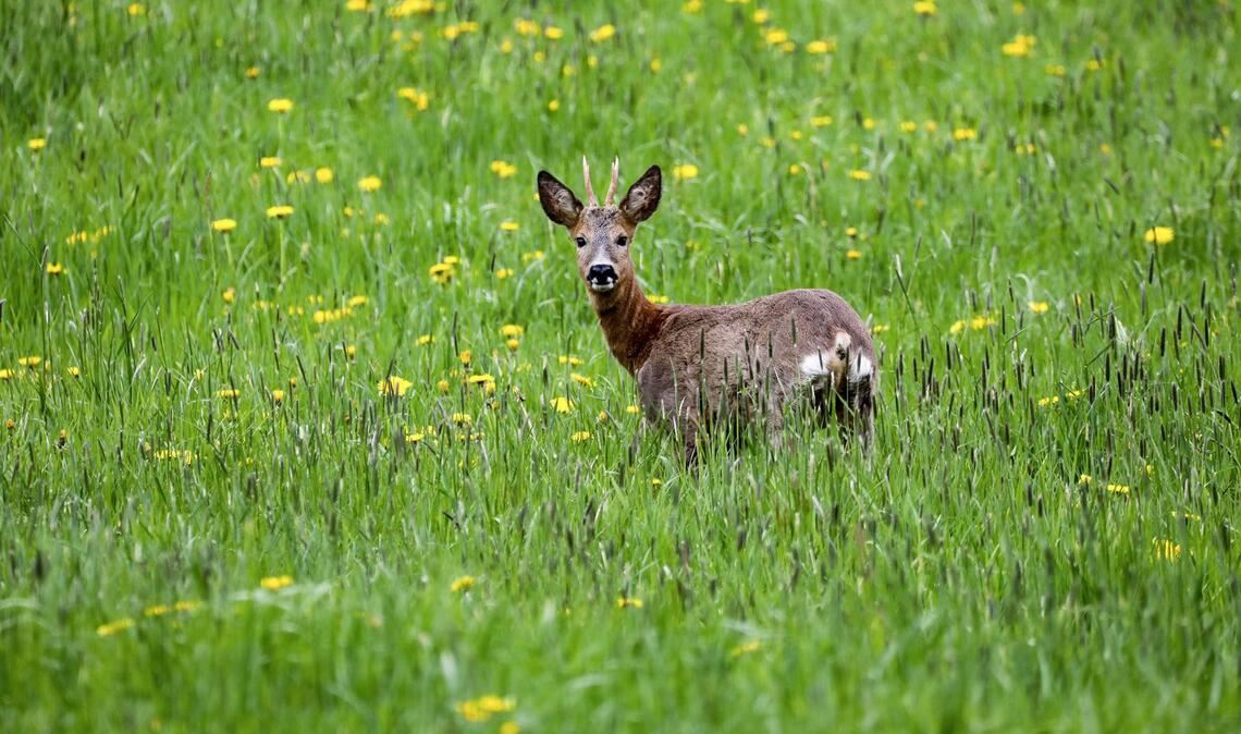 Ein Rehbock hatte sich verirrt. (Symbolbild)