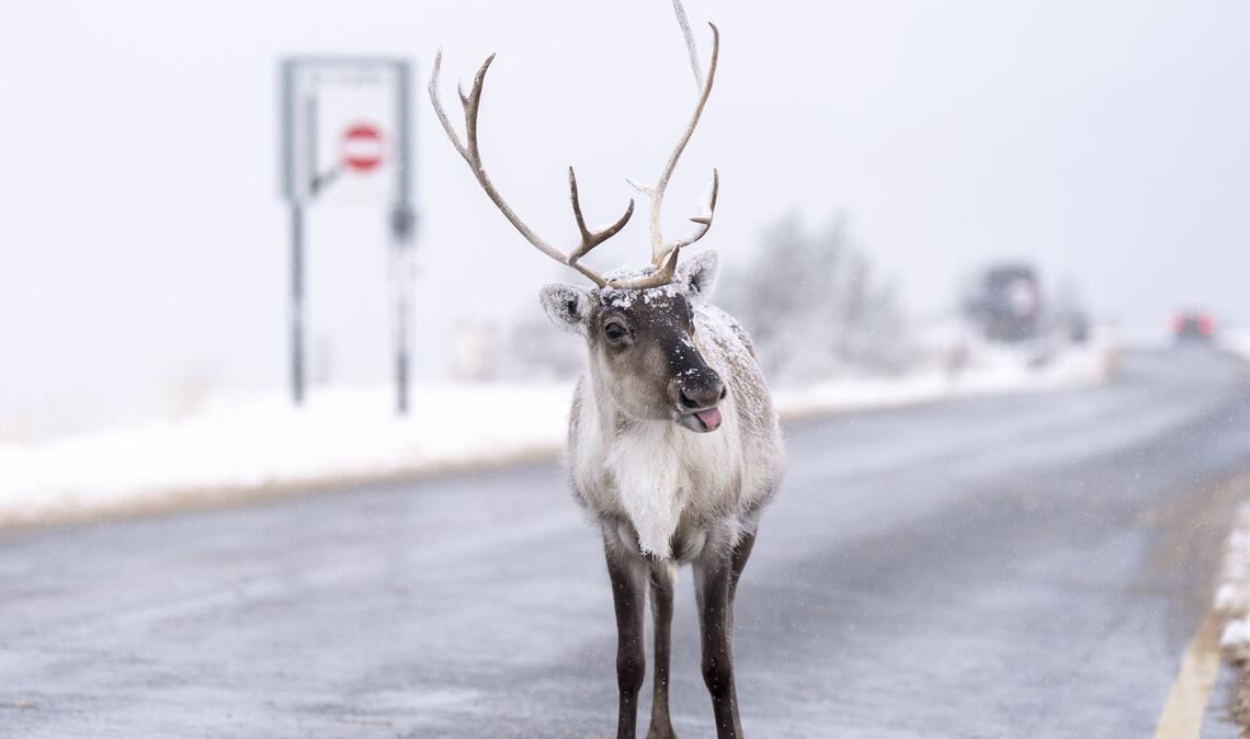 Ein Rentier steht auf der Straße bei Aviemore in Großbritannien.