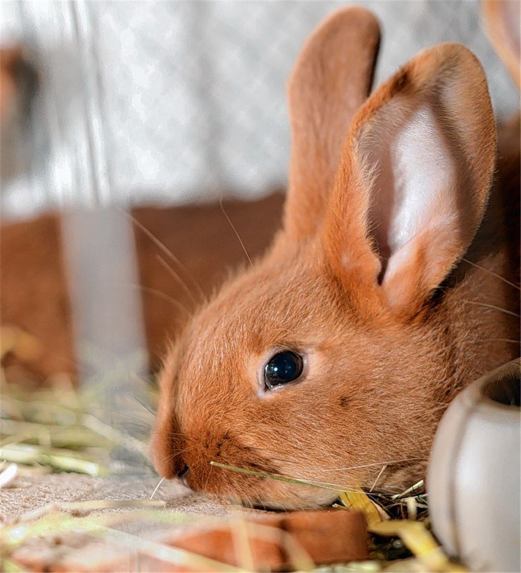 Samtweiche Schönheit beeindruckt die Jury