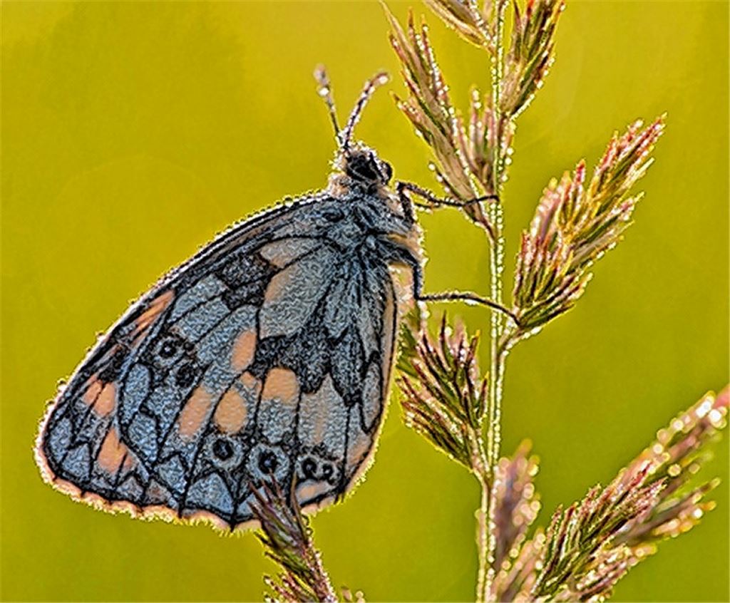 Ein Schachbrettfalter im Morgentau – zu sehen bei der Ausstellung „Schmetterlingsland Baden-Württemberg“. Foto: Gerold Vitzthum